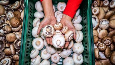 Are mushrooms the best source of plant-based protein? Nutritional analysis and expert insights