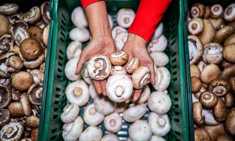 Are mushrooms the best source of plant-based protein? Nutritional analysis and expert insights