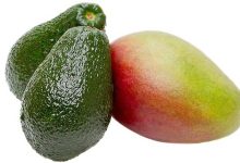 Avocado and mango: a golden duo for cardiovascular health