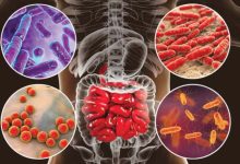 Does your gut microbiome influence your food cravings? Exploring the link between intestinal bacteria and eating behavior