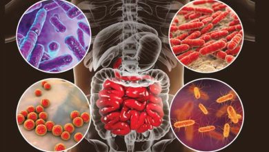 Does your gut microbiome influence your food cravings? Exploring the link between intestinal bacteria and eating behavior