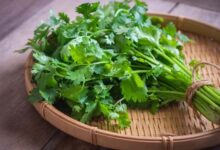 Everyday Herbs, Including Coriander, as Potential Protectors Against Cancer and Heart Disease