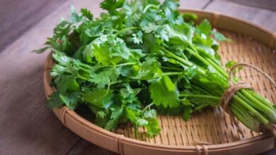 Everyday Herbs, Including Coriander, as Potential Protectors Against Cancer and Heart Disease