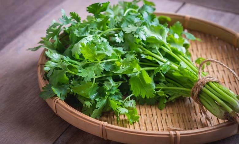 Everyday Herbs, Including Coriander, as Potential Protectors Against Cancer and Heart Disease