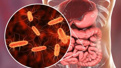 How do gut bacteria influence cravings for sugar and fat? A scientific analysis of the microbiome and its interaction with the brain