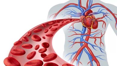 How does oregano support cardiovascular health? An analysis of biological mechanisms and potential effects