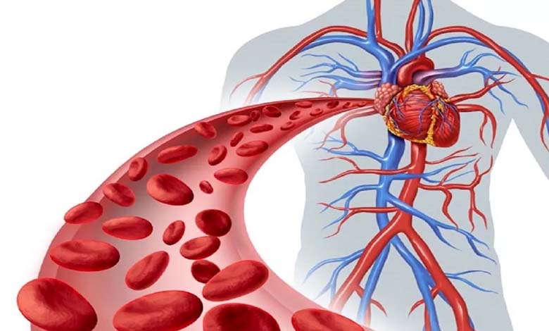 How does oregano support cardiovascular health? An analysis of biological mechanisms and potential effects