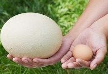 Ostrich eggs: high nutritional value and potential risks