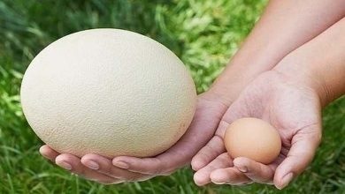 Ostrich eggs: high nutritional value and potential risks