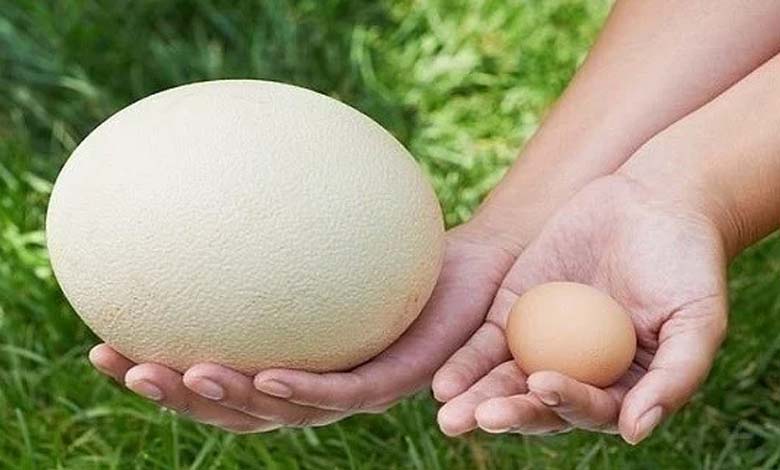 Ostrich eggs: high nutritional value and potential risks