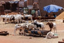 No Tabaski in Bamako: terrorism steals the joy of Eid in Mali