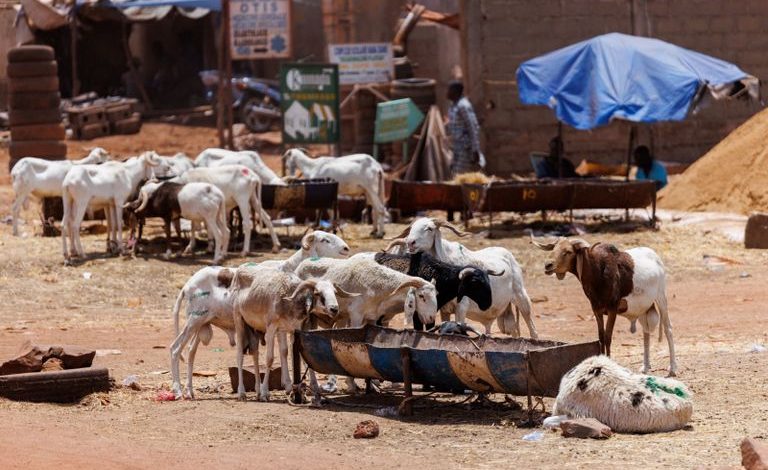 No Tabaski in Bamako: terrorism steals the joy of Eid in Mali