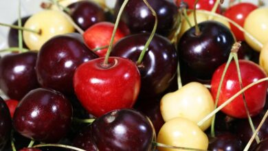 Remarkable Benefits of Dark Cherries: Provided You Do Not Exceed the Recommended Daily Amount