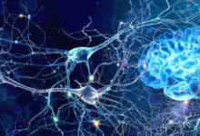 Neuroplasticity: Does the Brain Continue to Grow and Adapt with Age?