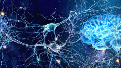 Neuroplasticity: Does the Brain Continue to Grow and Adapt with Age?