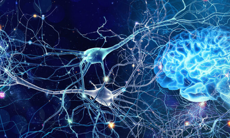 Neuroplasticity: Does the Brain Continue to Grow and Adapt with Age?