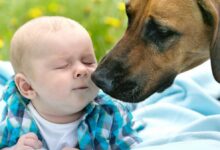 Can Dogs Protect Children From Respiratory Infections?