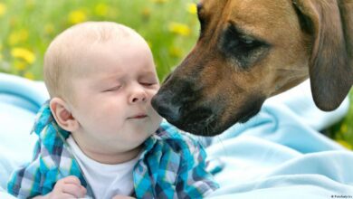 Can Dogs Protect Children From Respiratory Infections?