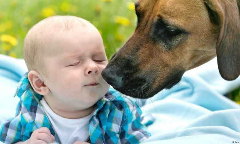 Can Dogs Protect Children From Respiratory Infections?