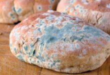 What Happens to Your Body When You Eat Moldy Bread?