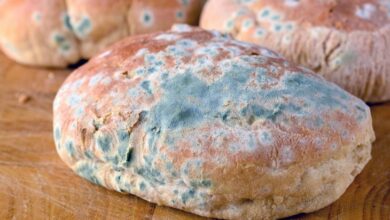 What Happens to Your Body When You Eat Moldy Bread?