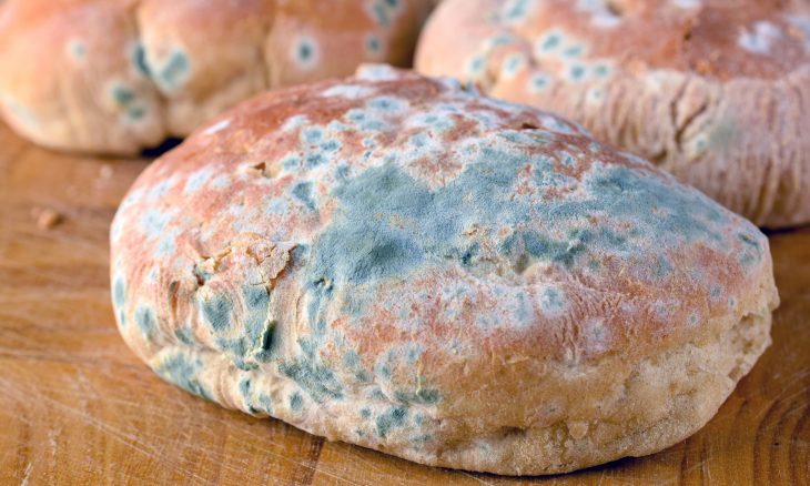 What Happens to Your Body When You Eat Moldy Bread?