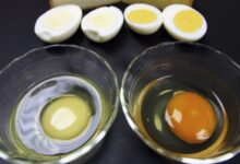 Why Does Egg Yolk Color Vary? The Answer Lies in What the Hen Eats