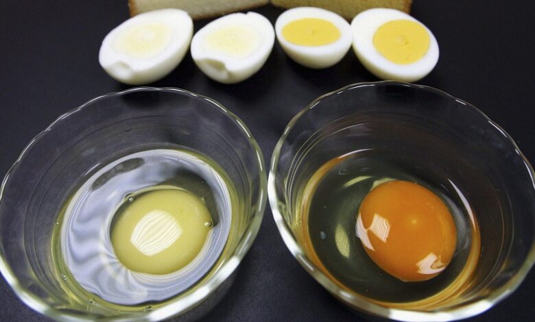 Why Does Egg Yolk Color Vary? The Answer Lies in What the Hen Eats
