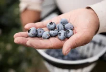 How Can Blueberries Support Heart Health and Blood Pressure?