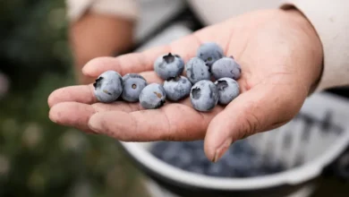 How Can Blueberries Support Heart Health and Blood Pressure?