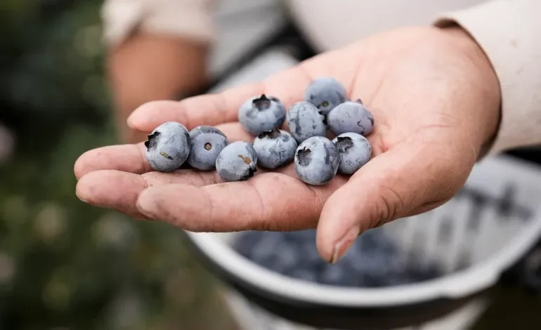 How Can Blueberries Support Heart Health and Blood Pressure?