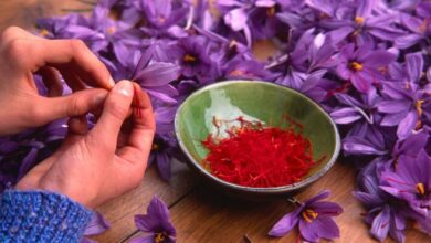 Saffron for Mental Health: What Is the Evidence for Anxiety and Depression?