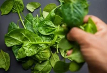 What Happens to Your Blood Pressure When You Eat Spinach Every Day