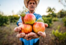 Shiny Apples: Should You Be Concerned About the Wax Coating?