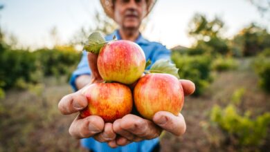 Shiny Apples: Should You Be Concerned About the Wax Coating?